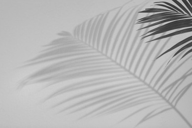 Image of Tropical palm branch casting shadow on white wall. Black and white toning