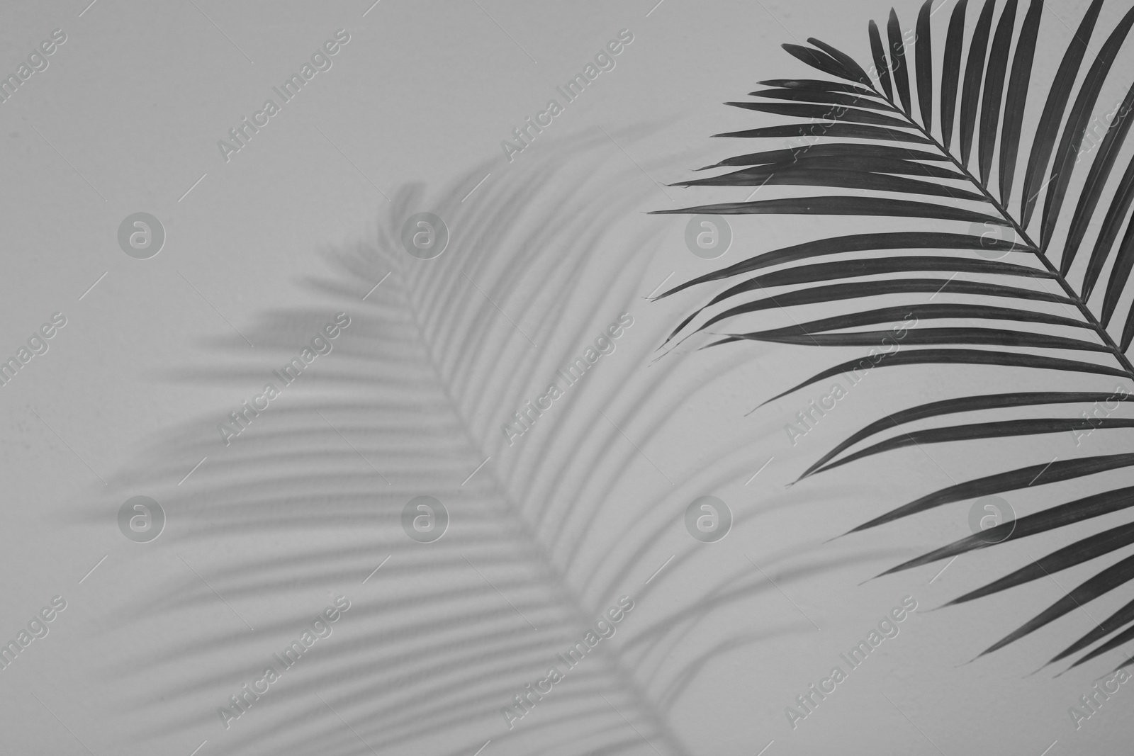 Image of Tropical palm branch casting shadow on white wall. Black and white toning
