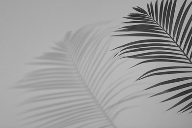 Image of Tropical palm branch casting shadow on white wall. Black and white toning