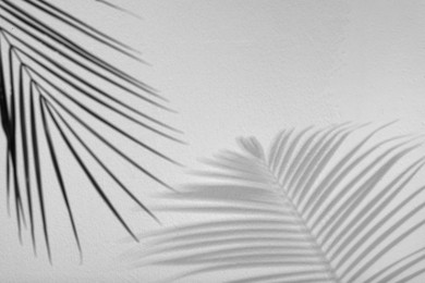 Image of Tropical palm branch casting shadow on white wall. Black and white toning