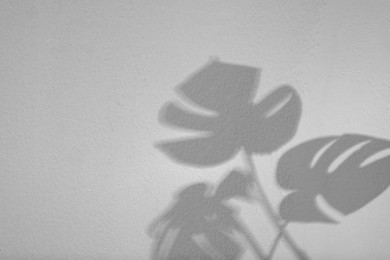 Image of Shadows of monstera leaves on white background. Black and white toning