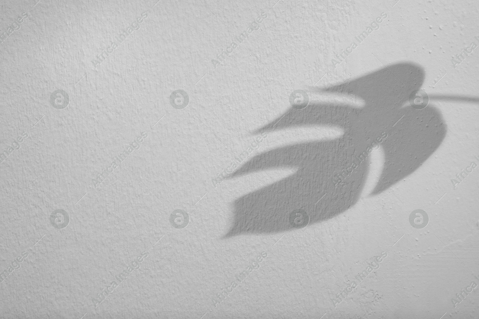 Image of Shadow of monstera leaf on white background. Black and white toning