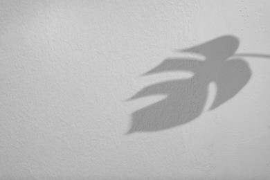Image of Shadow of monstera leaf on white background. Black and white toning
