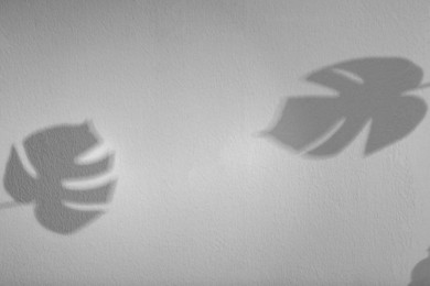 Image of Shadows of monstera leaves on white background. Black and white toning