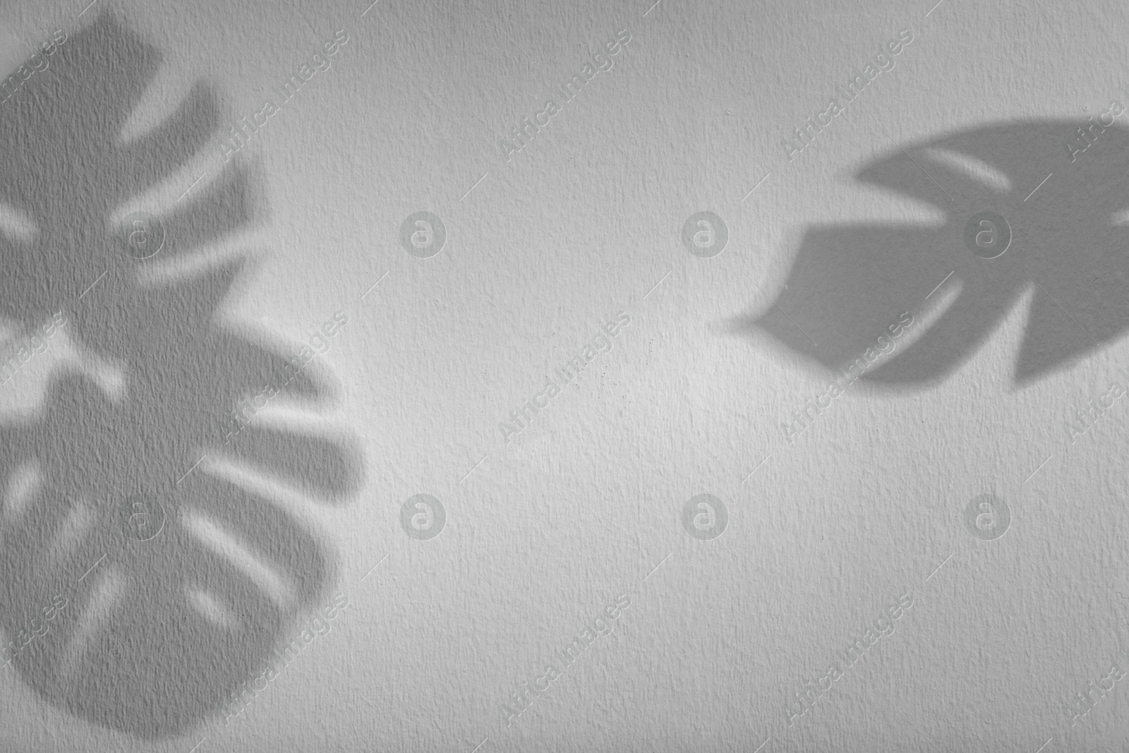 Image of Shadows of monstera leaves on white background. Black and white toning