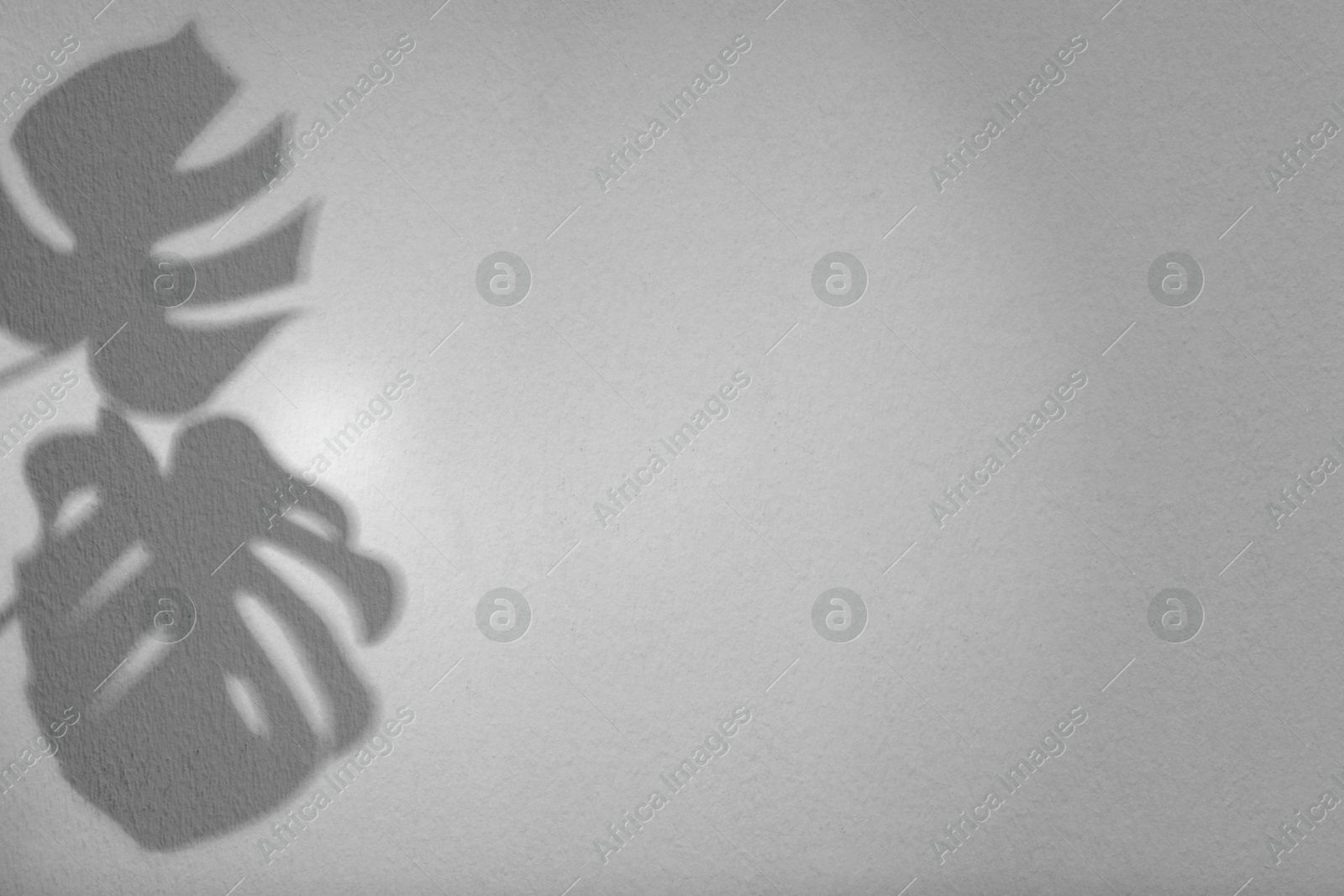 Image of Shadows of monstera leaves on white background. Black and white toning
