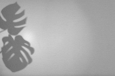 Image of Shadows of monstera leaves on white background. Black and white toning