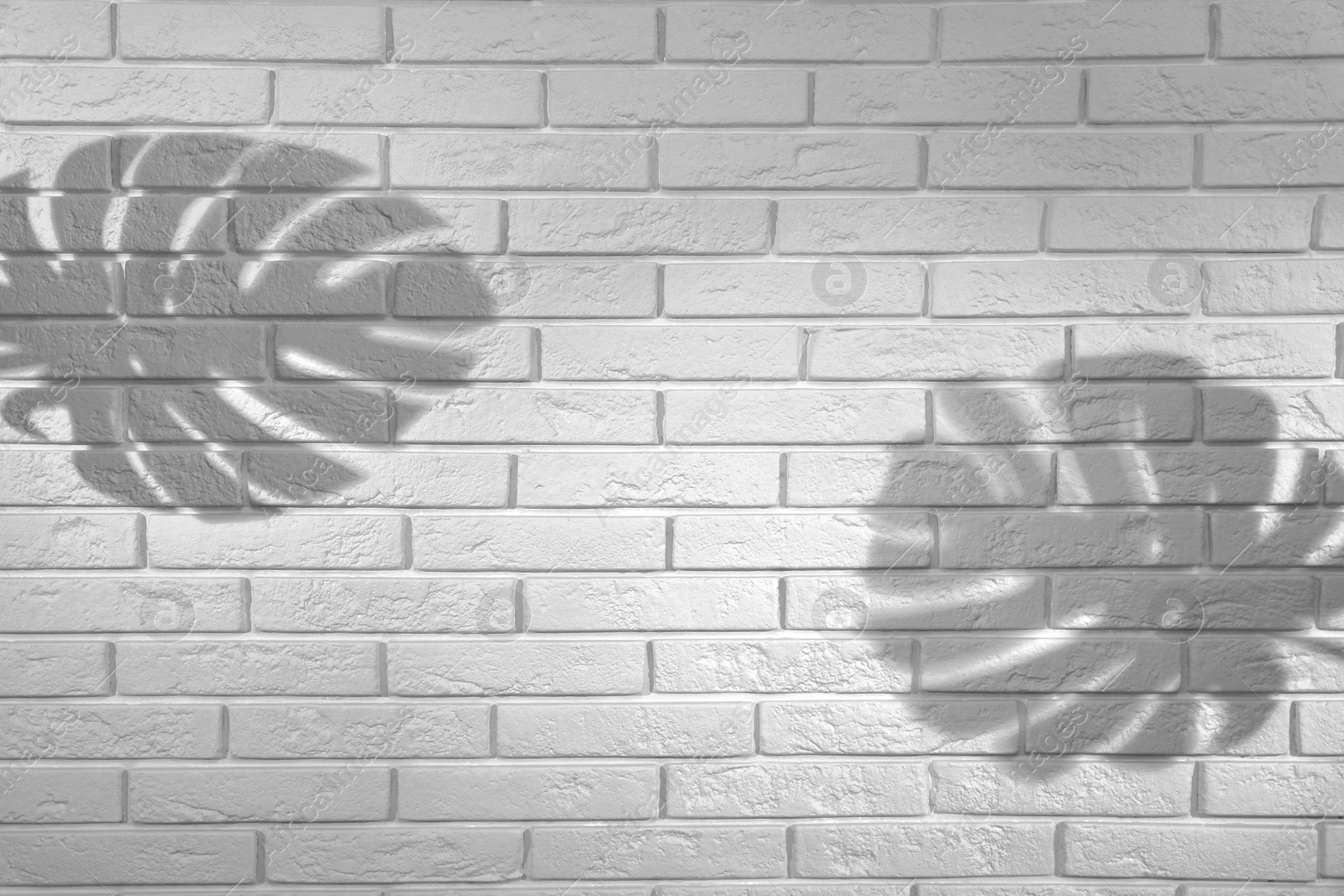 Image of Shadows of monstera leaves on white brick wall. Black and white toning