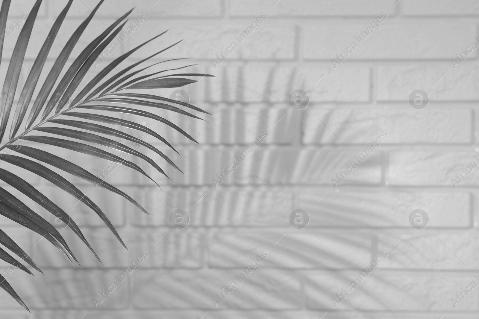 Image of Tropical palm branch casting shadow on white brick wall. Black and white toning