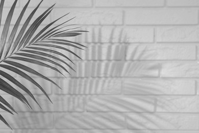Image of Tropical palm branch casting shadow on white brick wall. Black and white toning