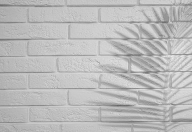 Image of Shadow of tropical palm branch on white brick wall. Black and white toning