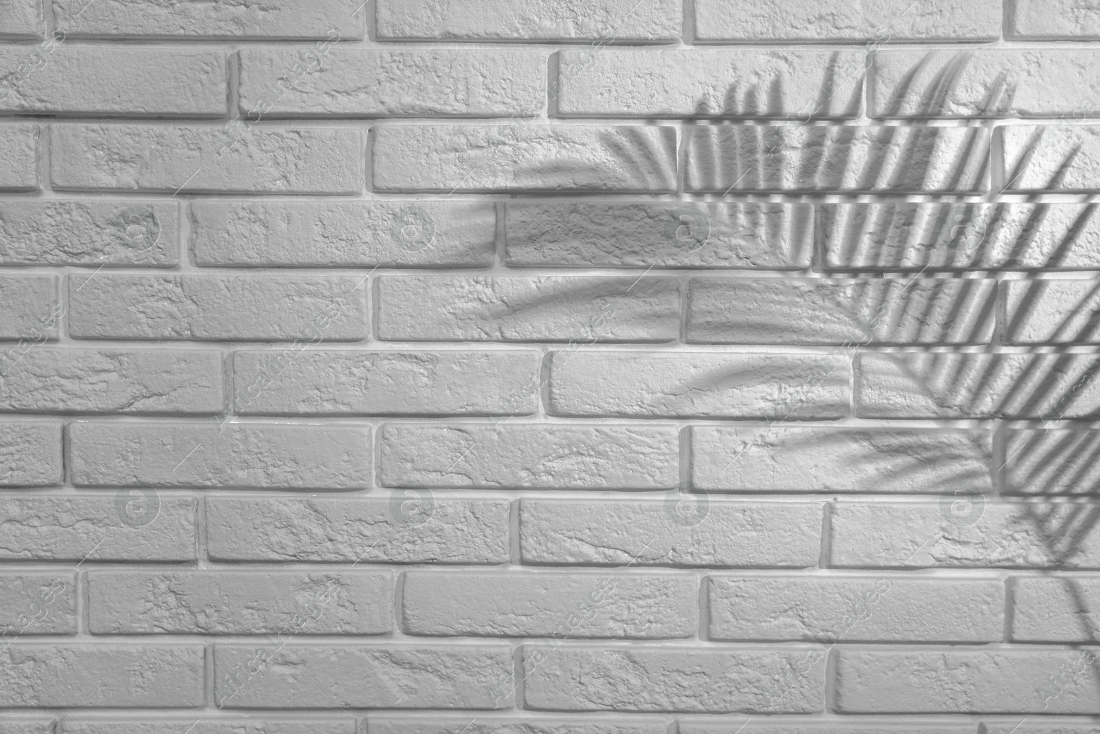 Image of Shadow of tropical palm branch on white brick wall. Black and white toning