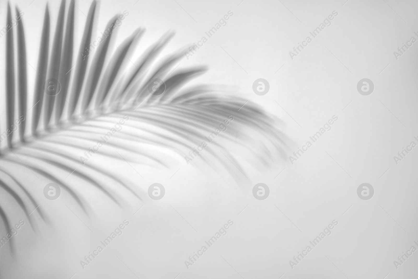 Image of Shadow of tropical palm branch on white background. Black and white toning