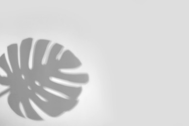 Image of Shadow of monstera leaf on white background. Black and white toning
