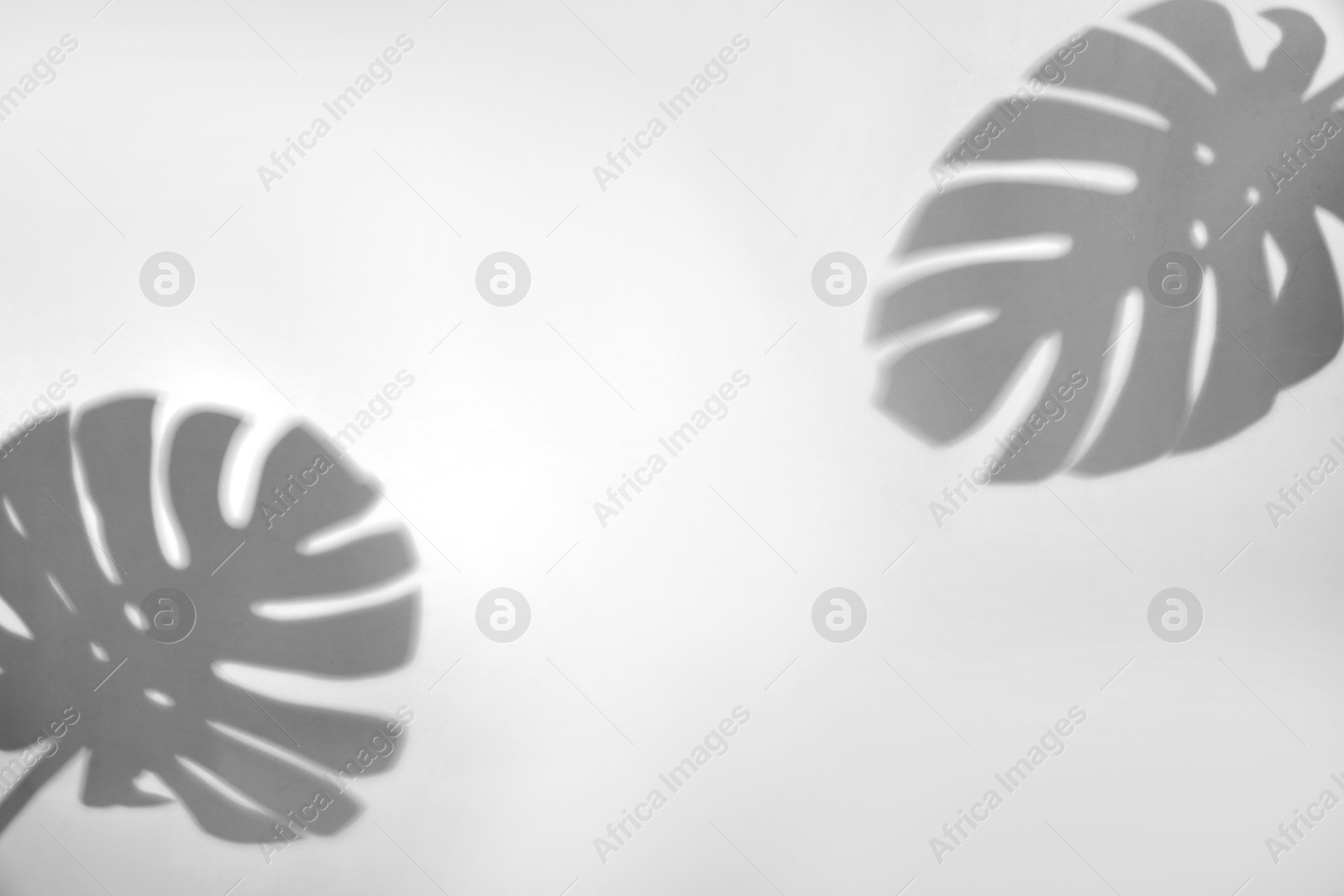 Image of Shadows of monstera leaves on white background. Black and white toning