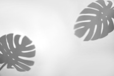 Image of Shadows of monstera leaves on white background. Black and white toning