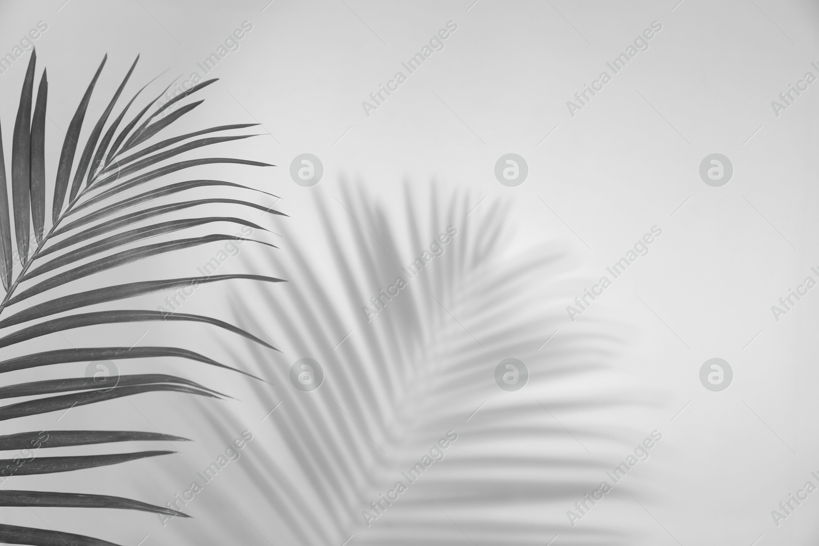 Image of Tropical palm branch casting shadow on white wall. Black and white toning