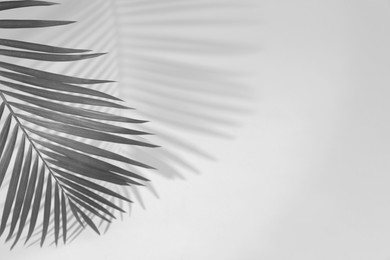 Image of Tropical palm branch casting shadow on white wall. Black and white toning