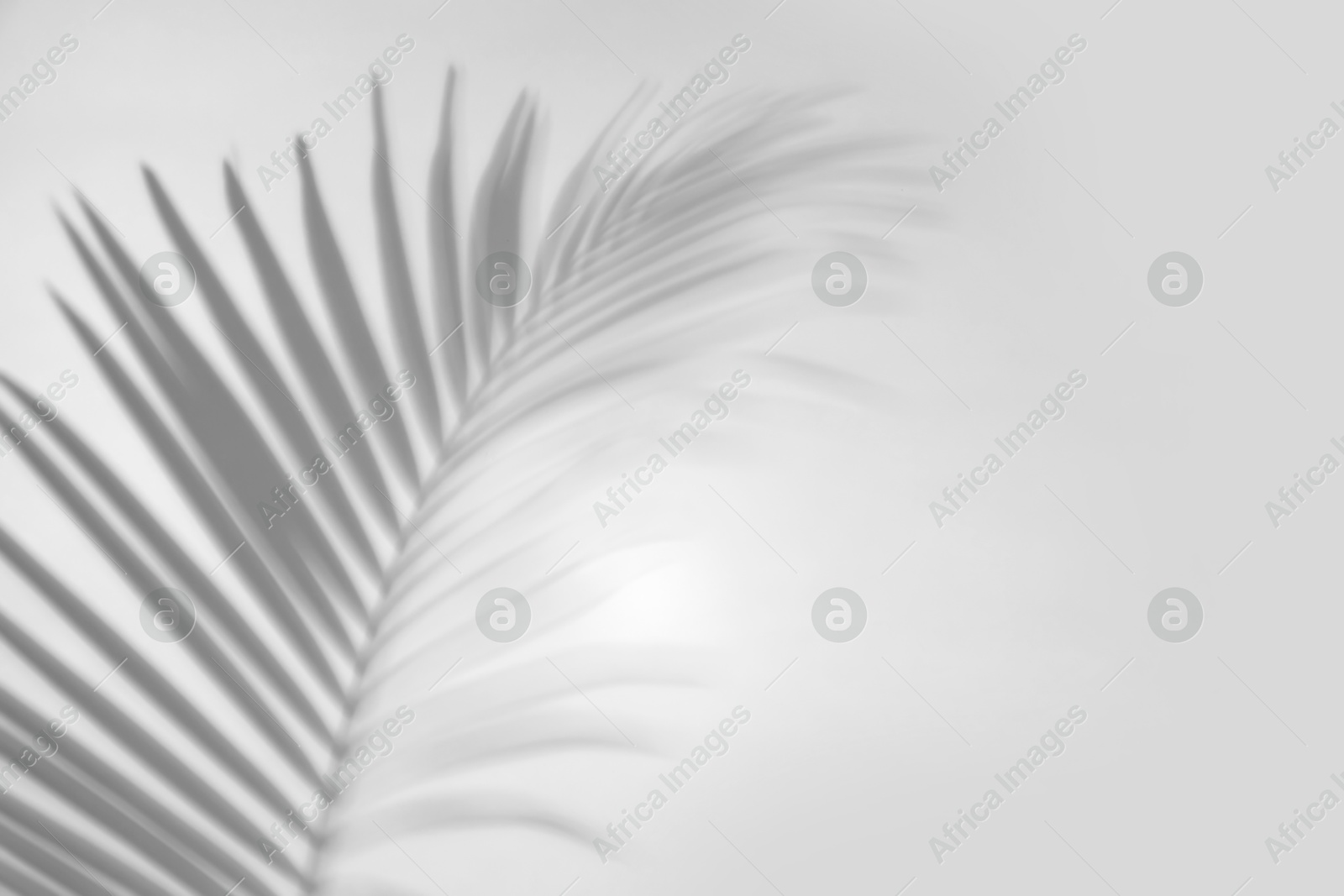 Image of Shadow of tropical palm branch on white background. Black and white toning