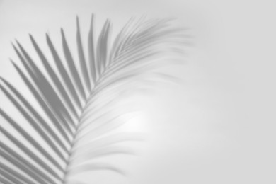 Image of Shadow of tropical palm branch on white background. Black and white toning