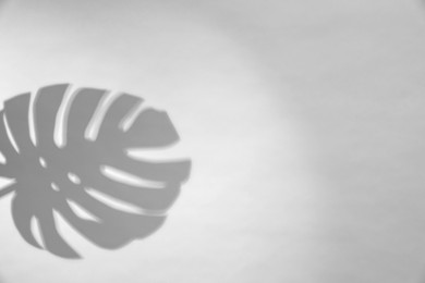 Image of Shadow of monstera leaf on white background. Black and white toning