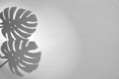 Image of Shadows of monstera leaves on white background. Black and white toning