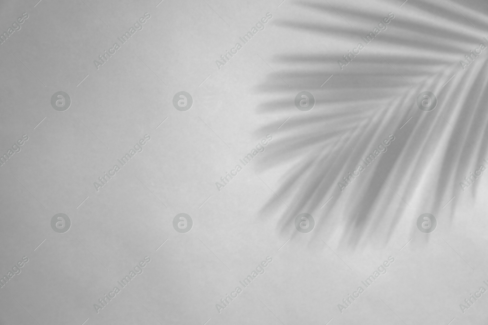 Image of Shadow of tropical palm branch on white background. Black and white toning
