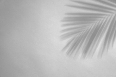 Image of Shadow of tropical palm branch on white background. Black and white toning