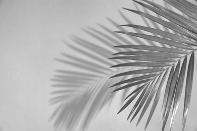 Image of Tropical palm branch casting shadow on white wall. Black and white toning