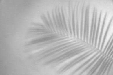 Image of Shadow of tropical palm branch on white background. Black and white toning