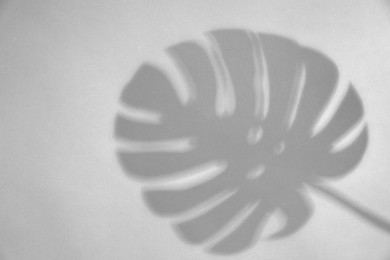 Image of Shadow of monstera leaf on white background. Black and white toning