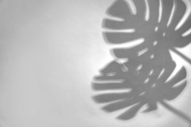 Image of Shadows of monstera leaves on white background. Black and white toning