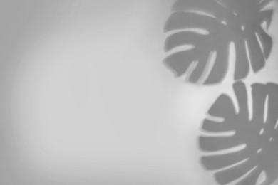 Image of Shadows of monstera leaves on white background. Black and white toning