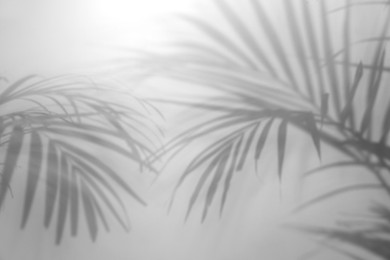 Image of Shadows of tropical palm branches on white background. Black and white toning