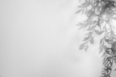 Image of Shadow of plant on white background. Black and white toning