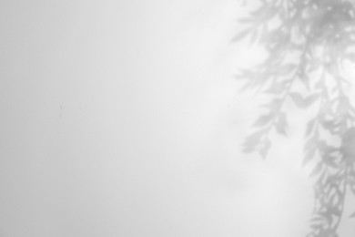 Image of Shadow of plant on white background. Black and white toning