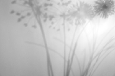Image of Shadows of flowers on white background. Black and white toning