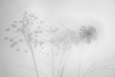 Image of Shadows of flowers on white background. Black and white toning