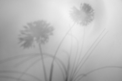 Image of Shadows of flowers on white background. Black and white toning