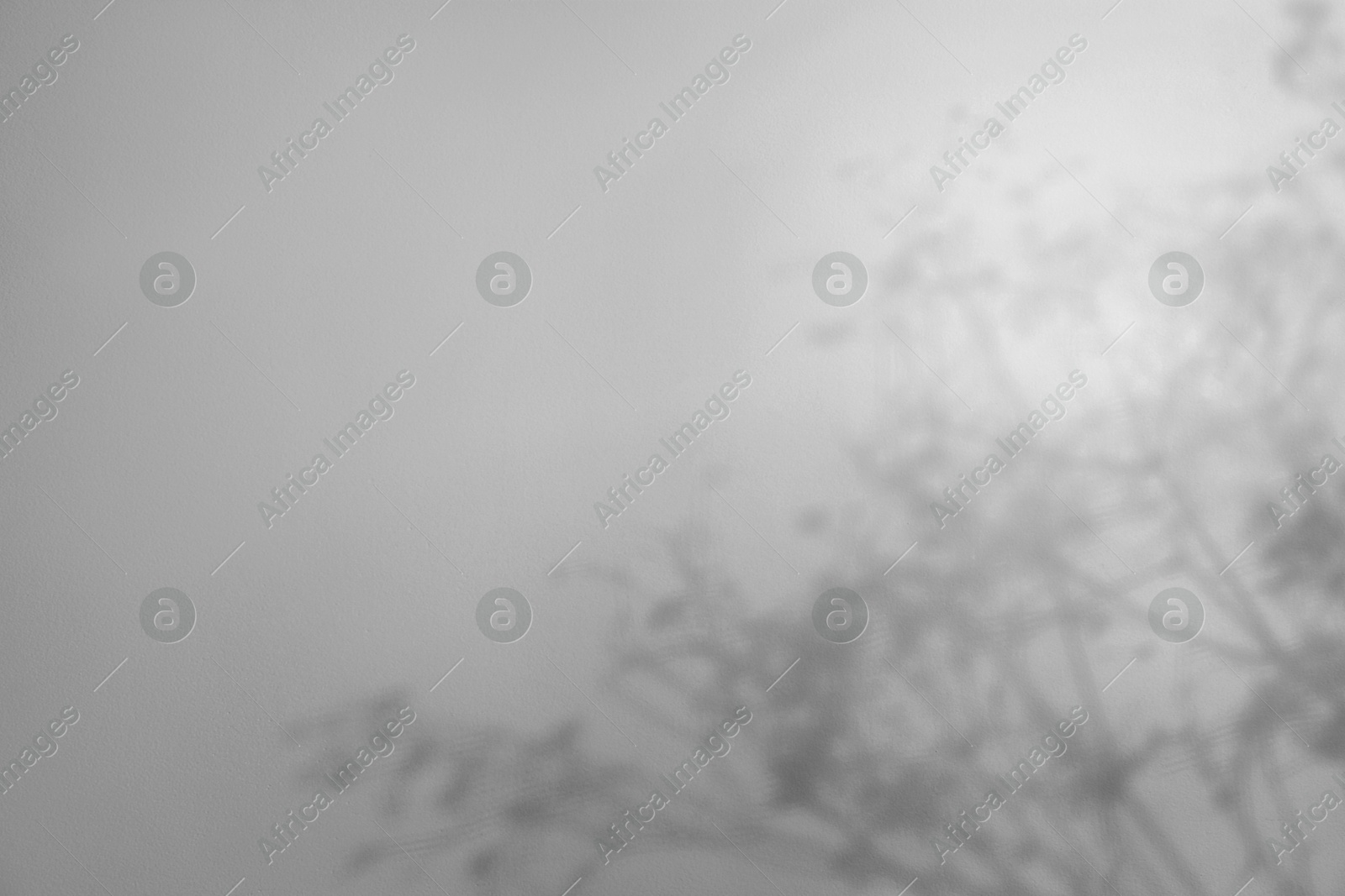 Image of Shadows of flowers on white background. Black and white toning