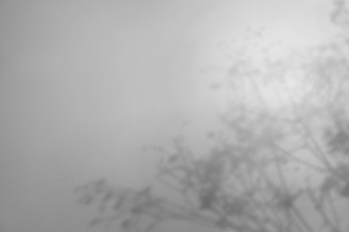Image of Shadows of flowers on white background. Black and white toning