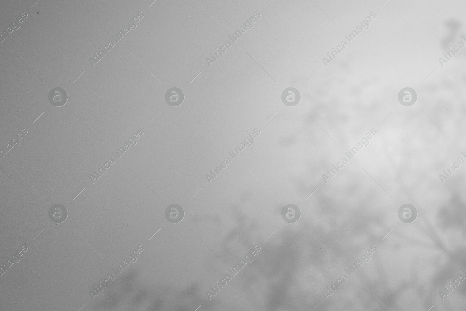 Image of Shadows of flowers on white background. Black and white toning