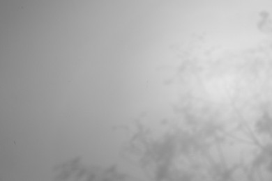 Image of Shadows of flowers on white background. Black and white toning