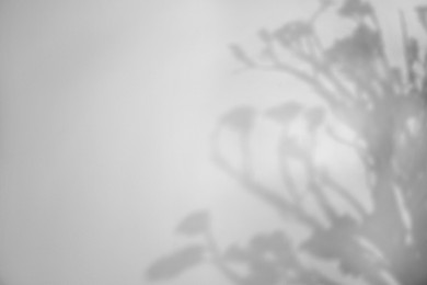 Image of Shadows of flowers on white background. Black and white toning