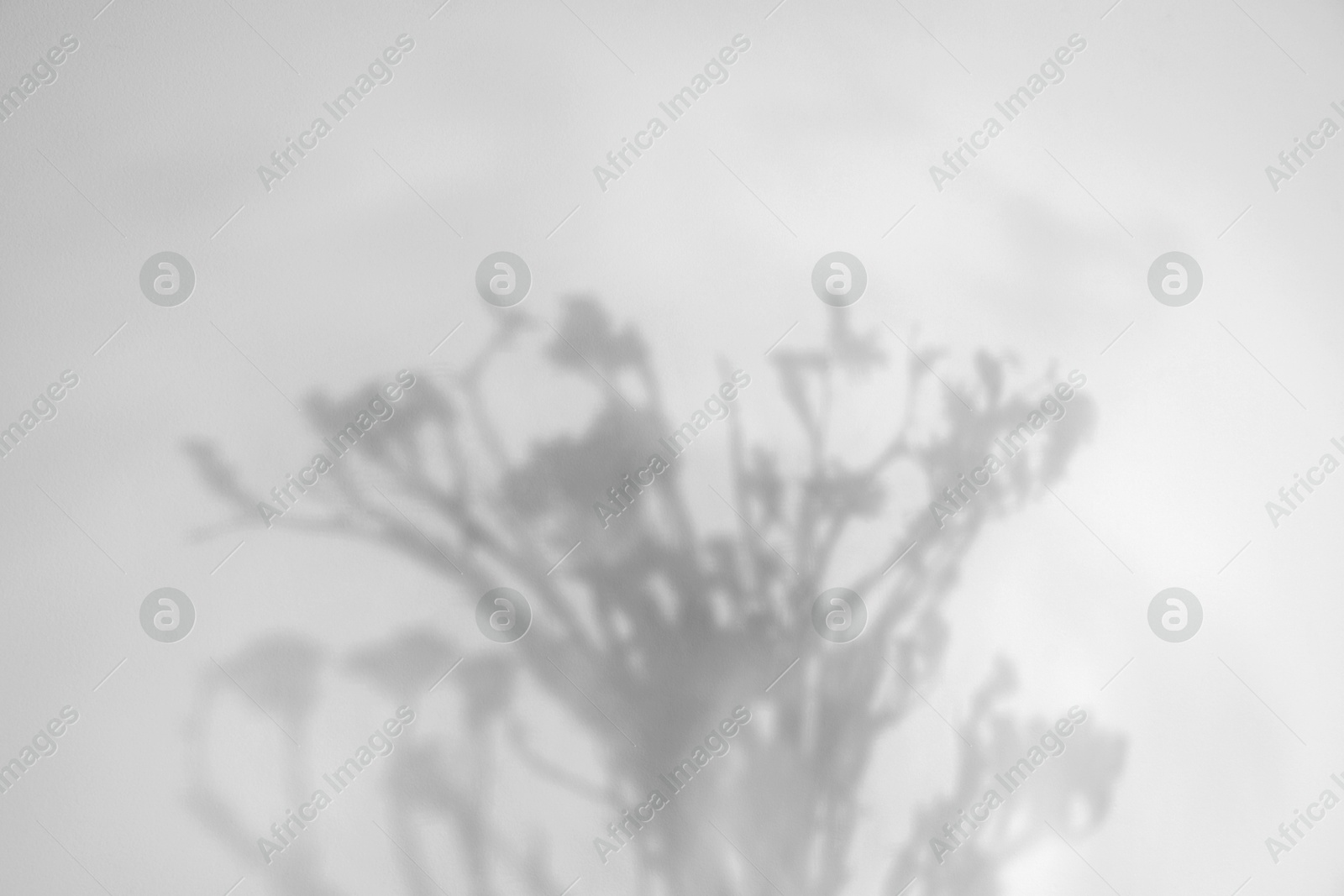 Image of Shadows of flowers on white background. Black and white toning
