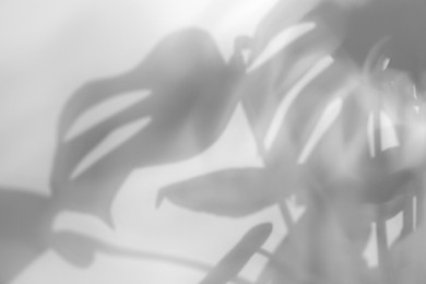 Image of Shadow of monstera plant on white background. Black and white toning