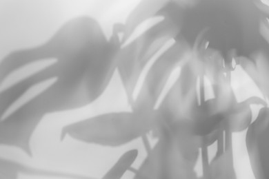 Image of Shadow of monstera plant on white background. Black and white toning