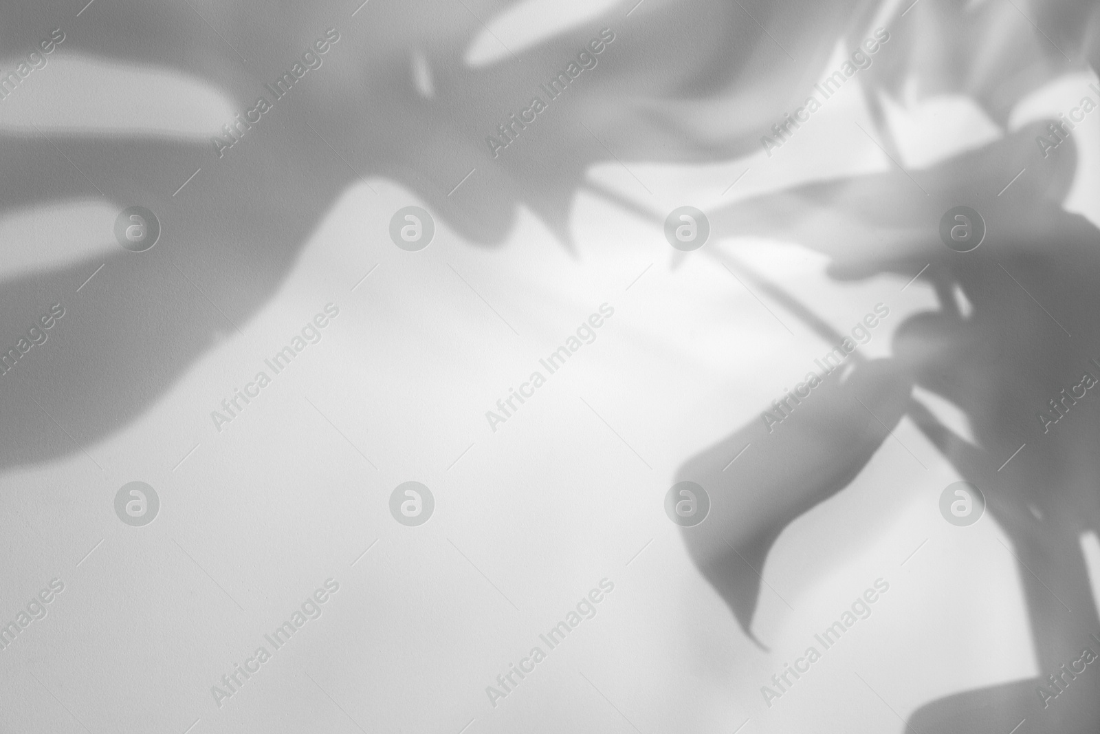 Image of Shadow of monstera plant on white background. Black and white toning