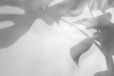 Image of Shadow of monstera plant on white background. Black and white toning