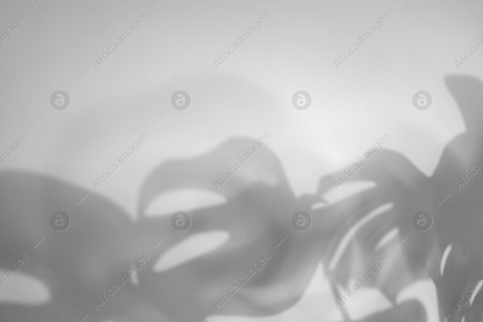 Image of Shadows of monstera leaves on white background. Black and white toning